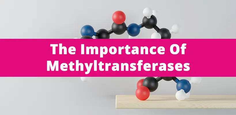 The Importance Of Methyltransferases