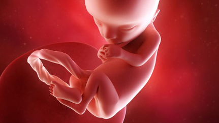 foetus - Fetal development - mthfrfertility